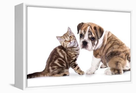 Cat and Dog, British Kitten and English Bulldog Puppy-Lilun-Framed Premier Image Canvas