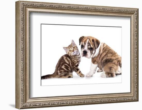 Cat and Dog, British Kitten and English Bulldog Puppy-Lilun-Framed Photographic Print