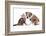 Cat and Dog, British Kitten and English Bulldog Puppy-Lilun-Framed Photographic Print