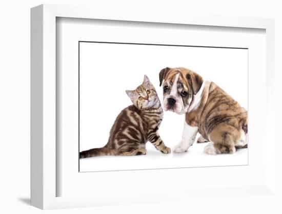 Cat and Dog, British Kitten and English Bulldog Puppy-Lilun-Framed Photographic Print