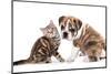 Cat and Dog, British Kitten and English Bulldog Puppy-Lilun-Mounted Photographic Print