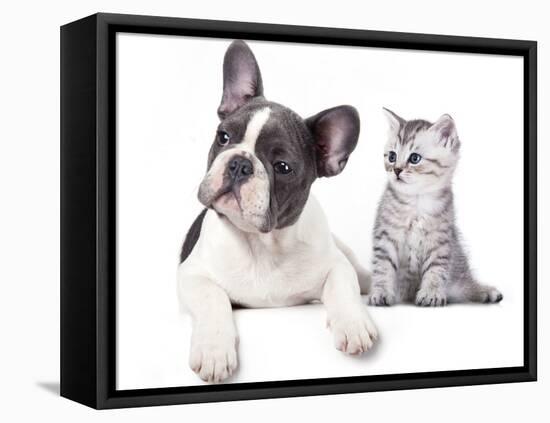 Cat and Dog, British Kitten and  French Bulldog Puppy-Lilun-Framed Premier Image Canvas