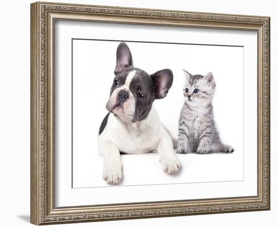 Cat and Dog, British Kitten and  French Bulldog Puppy-Lilun-Framed Photographic Print