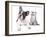 Cat and Dog, British Kitten and  French Bulldog Puppy-Lilun-Framed Photographic Print