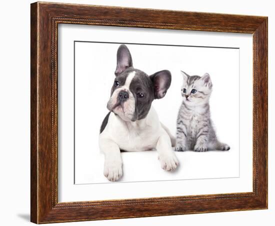 Cat and Dog, British Kitten and  French Bulldog Puppy-Lilun-Framed Photographic Print