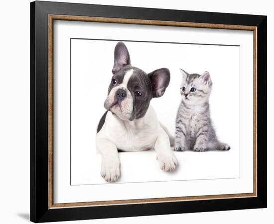 Cat and Dog, British Kitten and  French Bulldog Puppy-Lilun-Framed Photographic Print