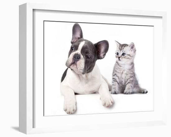 Cat and Dog, British Kitten and  French Bulldog Puppy-Lilun-Framed Photographic Print