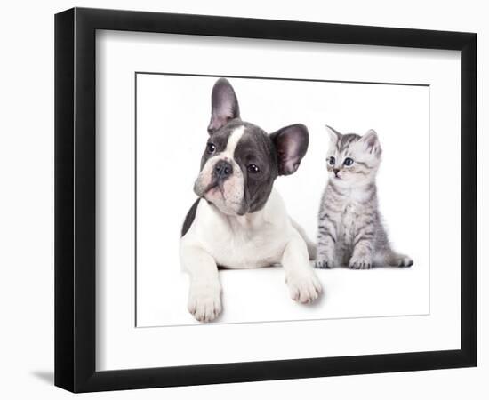 Cat and Dog, British Kitten and  French Bulldog Puppy-Lilun-Framed Photographic Print