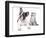 Cat and Dog, British Kitten and  French Bulldog Puppy-Lilun-Framed Photographic Print