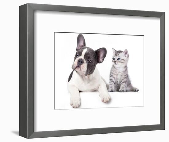 Cat and Dog, British Kitten and  French Bulldog Puppy-Lilun-Framed Photographic Print