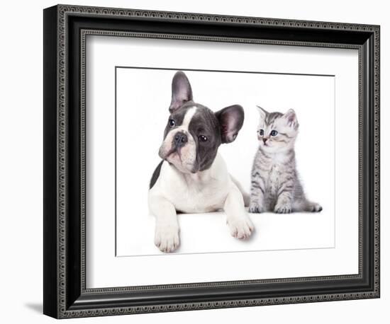 Cat and Dog, British Kitten and  French Bulldog Puppy-Lilun-Framed Photographic Print