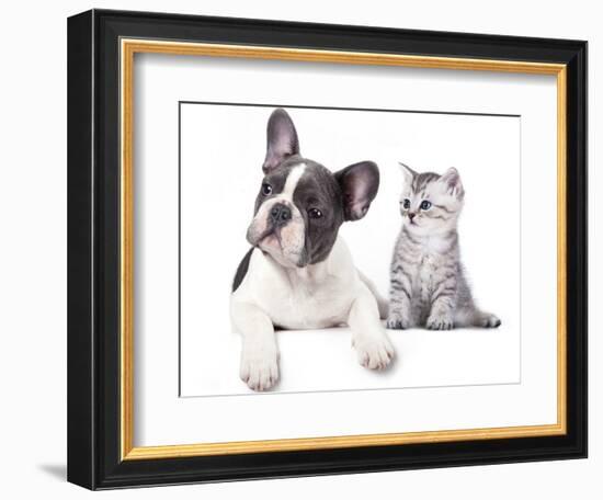 Cat and Dog, British Kitten and  French Bulldog Puppy-Lilun-Framed Photographic Print