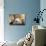Cat And Dog, British Kittens And French Bulldog Puppy In Retro Background-Lilun-Photographic Print displayed on a wall