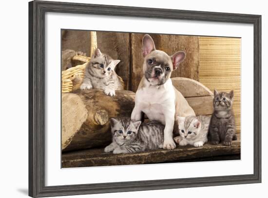 Cat And Dog, British Kittens And French Bulldog Puppy In Retro Background-Lilun-Framed Photographic Print