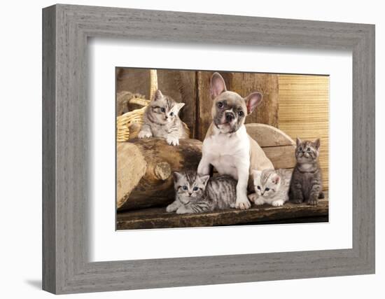 Cat And Dog, British Kittens And French Bulldog Puppy In Retro Background-Lilun-Framed Photographic Print