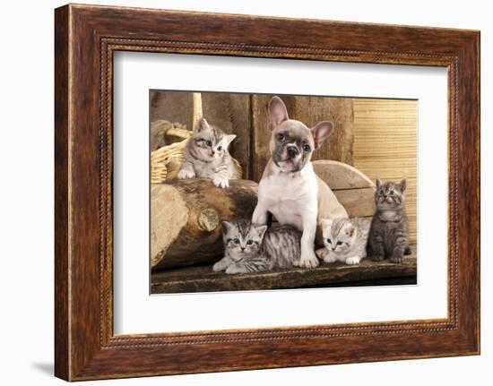 Cat And Dog, British Kittens And French Bulldog Puppy In Retro Background-Lilun-Framed Photographic Print