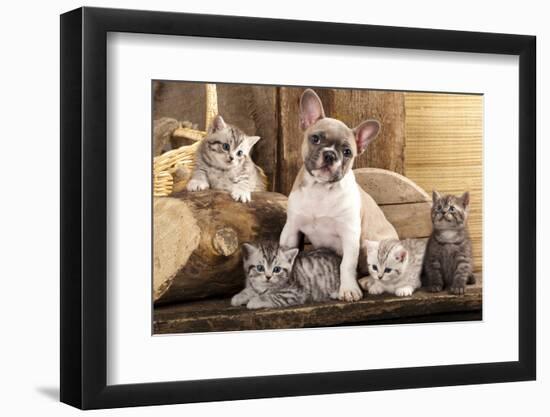 Cat And Dog, British Kittens And French Bulldog Puppy In Retro Background-Lilun-Framed Photographic Print