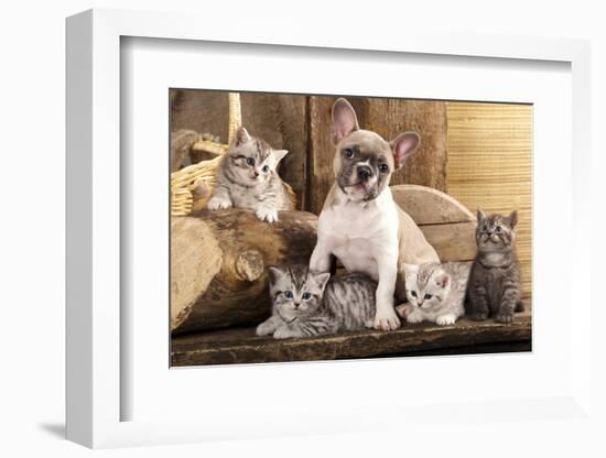 Cat And Dog, British Kittens And French Bulldog Puppy In Retro Background-Lilun-Framed Photographic Print