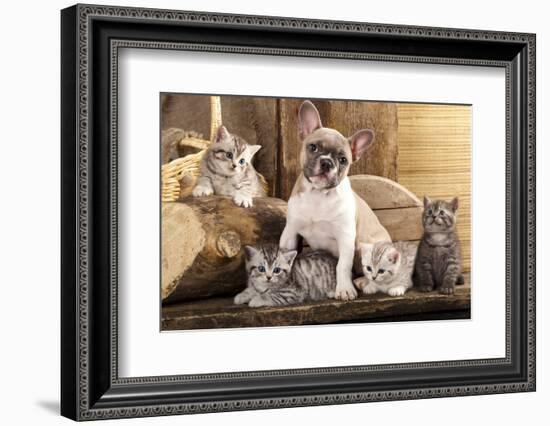 Cat And Dog, British Kittens And French Bulldog Puppy In Retro Background-Lilun-Framed Photographic Print