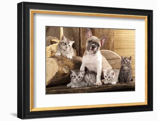 Cat And Dog, British Kittens And French Bulldog Puppy In Retro Background-Lilun-Framed Photographic Print