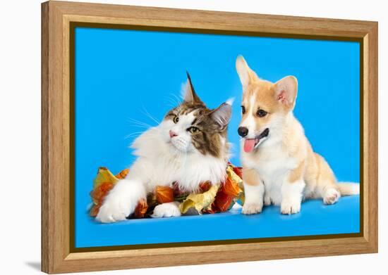 Cat and Dog, Cat Maine Coon and Corgi Puppy-Lilun-Framed Premier Image Canvas