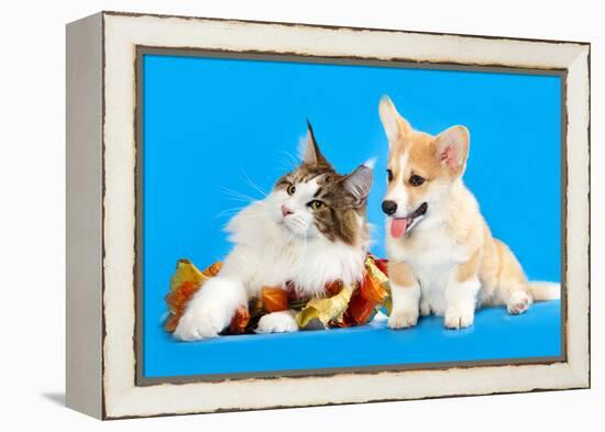 Cat and Dog, Cat Maine Coon and Corgi Puppy-Lilun-Framed Premier Image Canvas