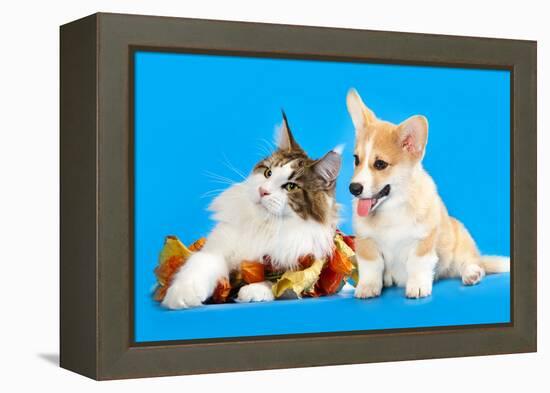 Cat and Dog, Cat Maine Coon and Corgi Puppy-Lilun-Framed Premier Image Canvas