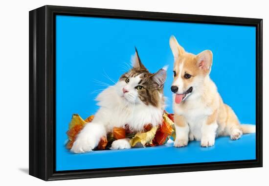 Cat and Dog, Cat Maine Coon and Corgi Puppy-Lilun-Framed Premier Image Canvas