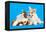 Cat and Dog, Cat Maine Coon and Corgi Puppy-Lilun-Framed Premier Image Canvas