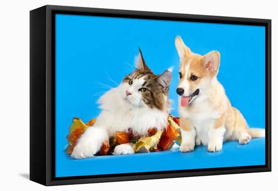 Cat and Dog, Cat Maine Coon and Corgi Puppy-Lilun-Framed Premier Image Canvas