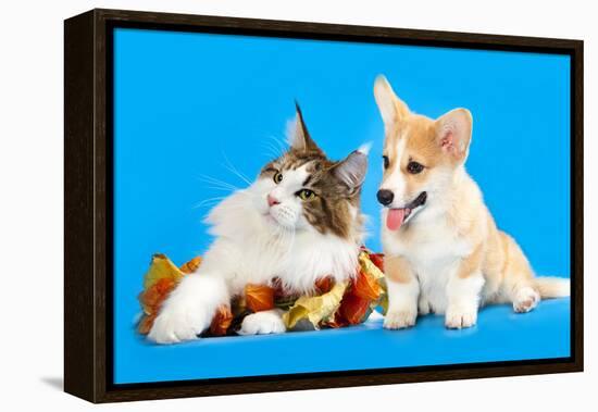 Cat and Dog, Cat Maine Coon and Corgi Puppy-Lilun-Framed Premier Image Canvas