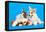 Cat and Dog, Cat Maine Coon and Corgi Puppy-Lilun-Framed Premier Image Canvas