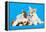 Cat and Dog, Cat Maine Coon and Corgi Puppy-Lilun-Framed Premier Image Canvas