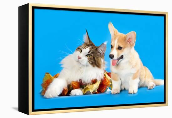 Cat and Dog, Cat Maine Coon and Corgi Puppy-Lilun-Framed Premier Image Canvas