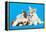 Cat and Dog, Cat Maine Coon and Corgi Puppy-Lilun-Framed Premier Image Canvas