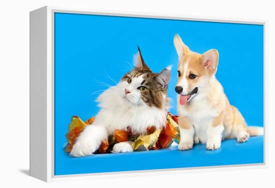 Cat and Dog, Cat Maine Coon and Corgi Puppy-Lilun-Framed Premier Image Canvas