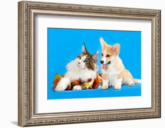 Cat and Dog, Cat Maine Coon and Corgi Puppy-Lilun-Framed Photographic Print