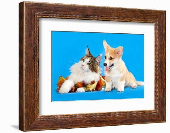 Cat and Dog, Cat Maine Coon and Corgi Puppy-Lilun-Framed Photographic Print