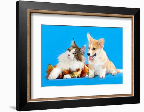 Cat and Dog, Cat Maine Coon and Corgi Puppy-Lilun-Framed Photographic Print