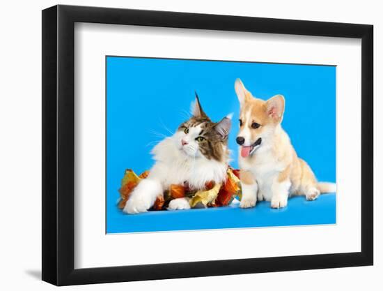 Cat and Dog, Cat Maine Coon and Corgi Puppy-Lilun-Framed Photographic Print