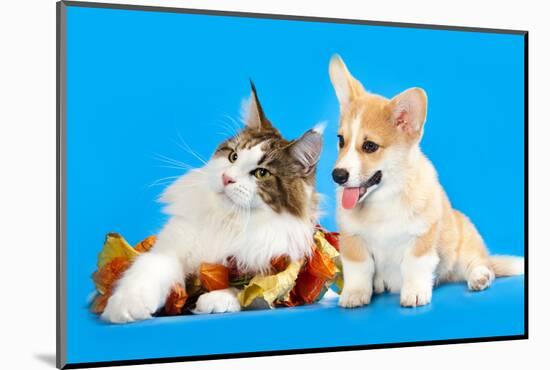 Cat and Dog, Cat Maine Coon and Corgi Puppy-Lilun-Mounted Photographic Print