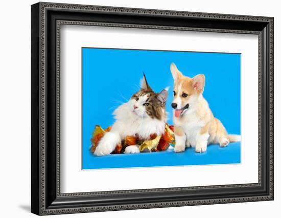 Cat and Dog, Cat Maine Coon and Corgi Puppy-Lilun-Framed Photographic Print