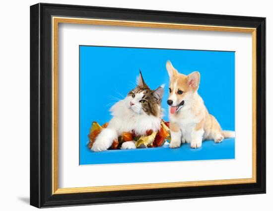 Cat and Dog, Cat Maine Coon and Corgi Puppy-Lilun-Framed Photographic Print