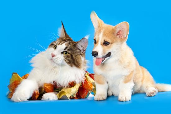 Cat And Dog Cat Maine Coon And Corgi Puppy Photographic Print