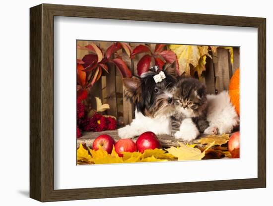 Cat And Dog, Kitten And Puppy-Lilun-Framed Photographic Print