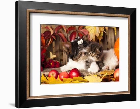 Cat And Dog, Kitten And Puppy-Lilun-Framed Photographic Print