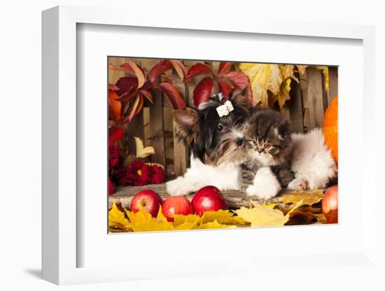 Cat And Dog, Kitten And Puppy-Lilun-Framed Photographic Print