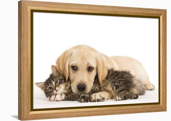 Cat and Dog Labrador Puppy and Norwegian Forest Cat Kitten-null-Framed Premier Image Canvas