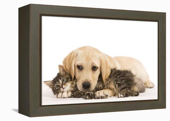 Cat and Dog Labrador Puppy and Norwegian Forest Cat Kitten-null-Framed Premier Image Canvas