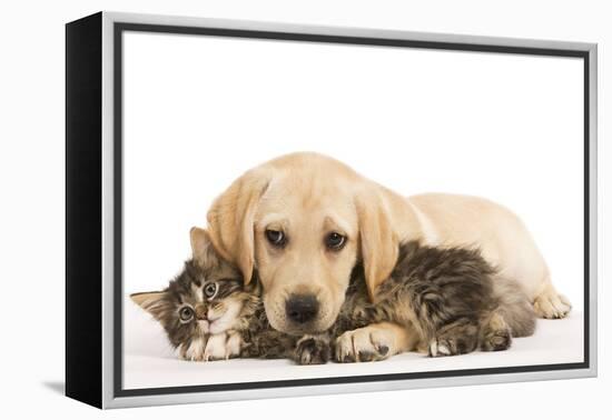 Cat and Dog Labrador Puppy and Norwegian Forest Cat Kitten-null-Framed Premier Image Canvas